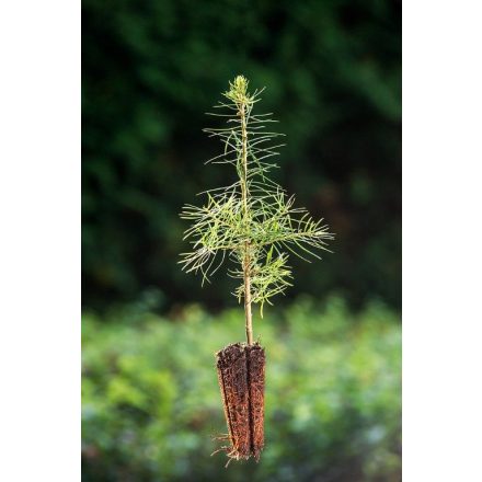 Miniatura - Abies concolor (Jedle ojíněná) - QuickPot (QP)