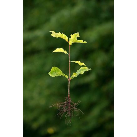 Miniatura - Quercus rubra (Dub červený) - prostokořenný