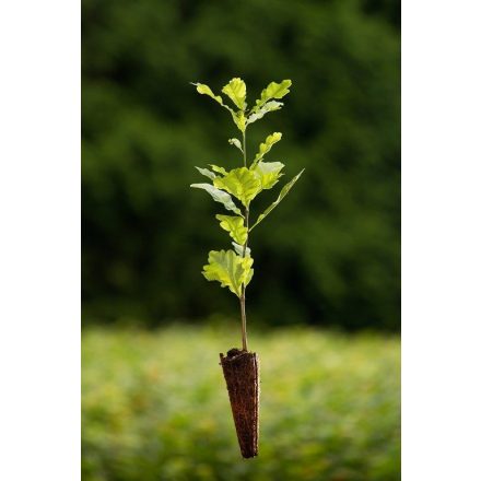 Miniatura - Quercus robur (Dub letní) - QuickPot (QP)