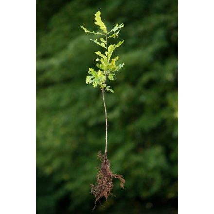 Miniatura - Quercus robur (Dub letní) - prostokořenný