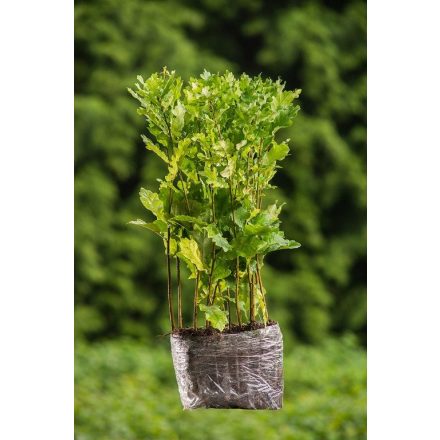 Miniatura - Quercus robur