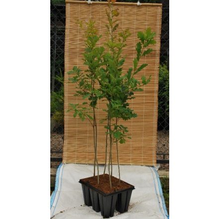 Miniatura - Quercus robur (Dub letní) - QuickPot 1,6 l (QP)