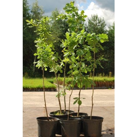 Miniatura - Quercus robur (Dub letní) - kontejner 5 l