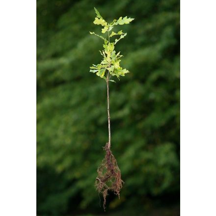 Miniatura - Quercus petraea (Dub zimní) - prostokořenný