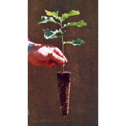 Miniatura - Quercus petraea (Dub zimní) - QuickPot (QP)