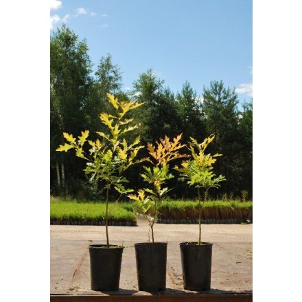 Miniatura Quercus palustris (Dub bahenní) - kontejner 3 l