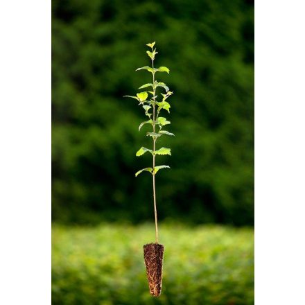 Miniatura - Ulmus minor (Jilm habrolistý) - QuickPot (QP)