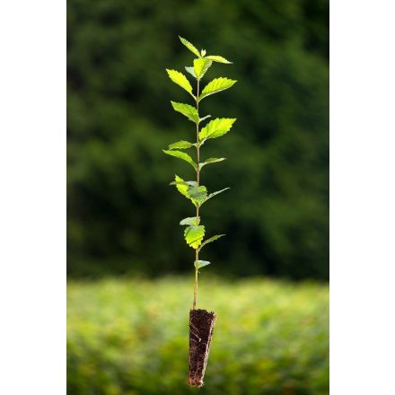 Miniatura - Ulmus glabra (Jilm horský) - QuickPot (QP)