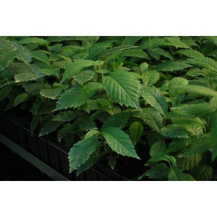 Miniatura - Ulmus glabra (Jilm horský) - QuickPot (QP)