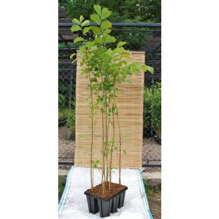 Miniatura - Ulmus glabra (Jilm horský) - Bowmont 1,6 l (BM)