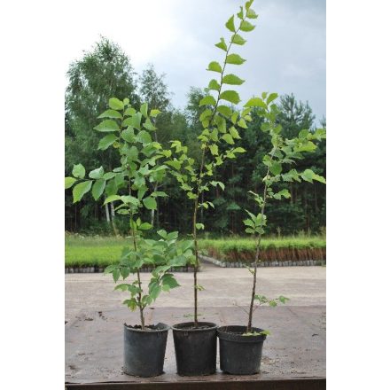 Miniatura - Ulmus glabra (Jilm horský) - kontejner 5 l