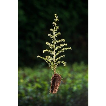 Miniatura - Tsuga canadensis (Jedlovec kanadský) - QuickPot (QP)