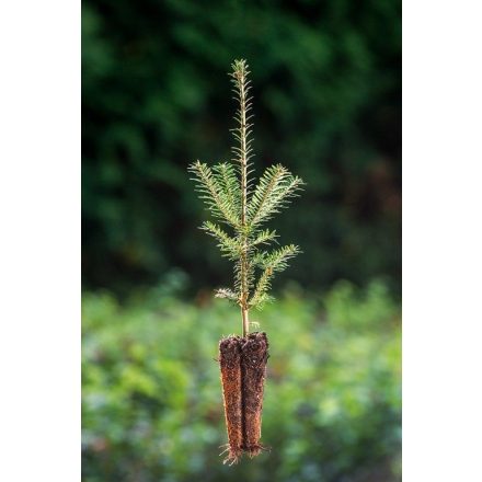 Miniatura - Abies fraseri (Jedle Fraserova) - QuickPot (QP)