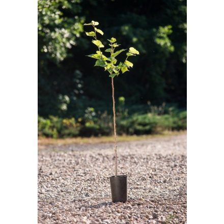 Miniatura - Tilia platyphyllos (Lípa velkolistá) v kontejneru