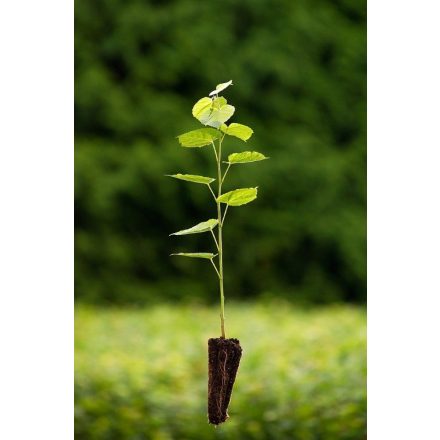 Miniatura - Tilia cordata (Lípa malolistá) - QuickPot (QP)