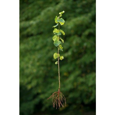 Miniatura - Tilia cordata (Lípa malolistá) - prostokořenná