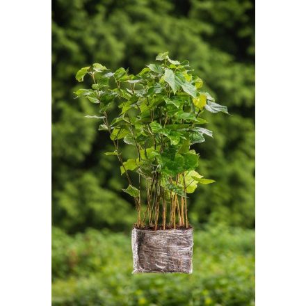 Miniatura - Tilia cordata (Lípa malolistá) - QuickPot (QP)
