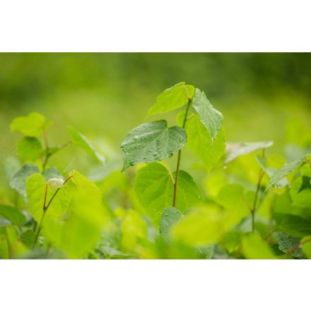 Foto Tilia cordata (Lípa malolistá)