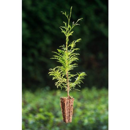 Miniatura - Thuja plicata (Zerav řasnatý) - QuickPot (QP)