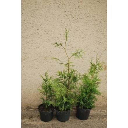 Miniatura - Thuja plicata (Zerav řasnatý) - kontejner 5 l