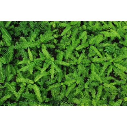 Miniatura - Abies grandis (Jedle obrovská) - prostokořenná