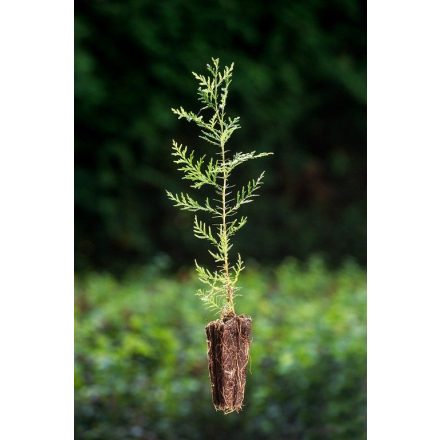 Miniatura Thuja orientalis (Zerav východní) - QuickPot (QP)