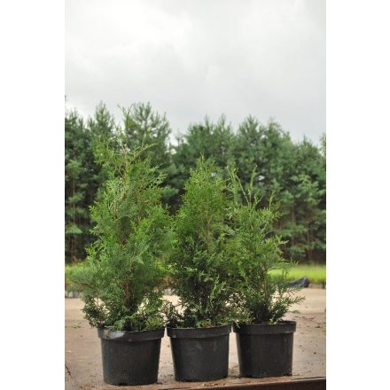 Miniatura - Thuja occidentalis (Zerav západní) - kontejner 5 l