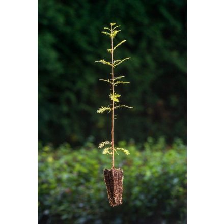 Miniatura - Taxodium distichum (Tisovec dvouřadý) - QuickPot (QP)