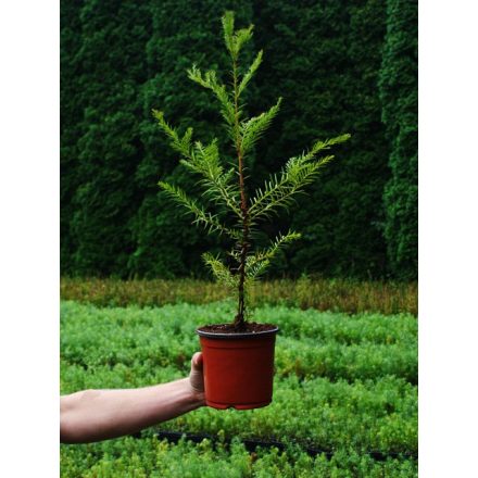 Miniatura - Taxodium distichum (Tisovec dvouřadý) - H 1 l