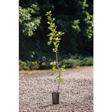 Miniatura - Sorbus torminalis (Jeřáb břek) - bowmont 1,6 l (BM)