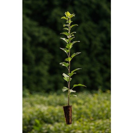 Miniatura - Sorbus torminalis (Jeřáb břek) - QuickPot (QP)