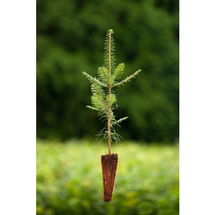 Miniatura - Abies grandis (Jedle obrovská) - QuickPot (QP)