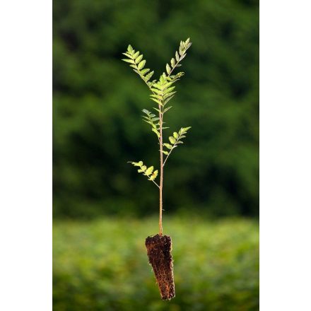 Miniatura - Sorbus aucuparia (Jeřáb ptačí) - QuickPot (QP)