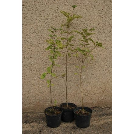 Miniatura - Sorbus aucuparia (Jeřáb ptačí) - kontejner 5 l