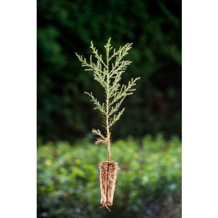 Miniatura - Sequoiadendron giganteum (Sekvojovec obrovský) - QuickPot (QP)