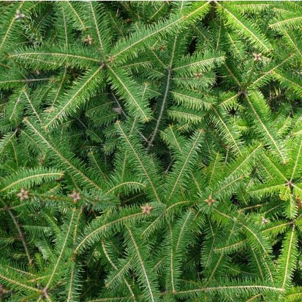 Miniatura - Abies alba