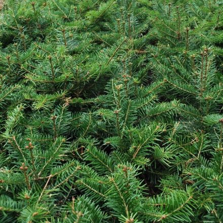 Miniatura - Abies bornmulleriana
