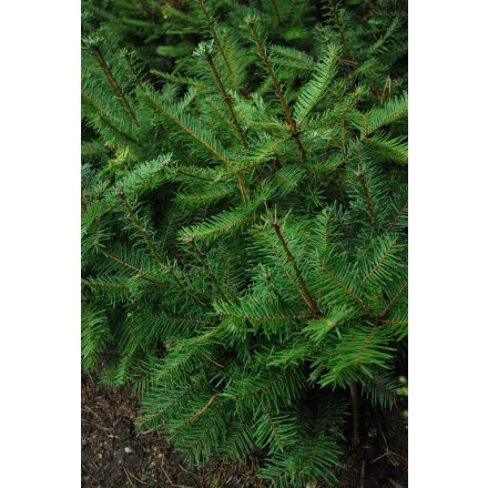 Miniatura - Abies grandis (Jedle obrovská) - prostokořenná