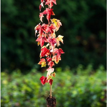 Foto Liquidambar styraciflua (Ambroň západní)