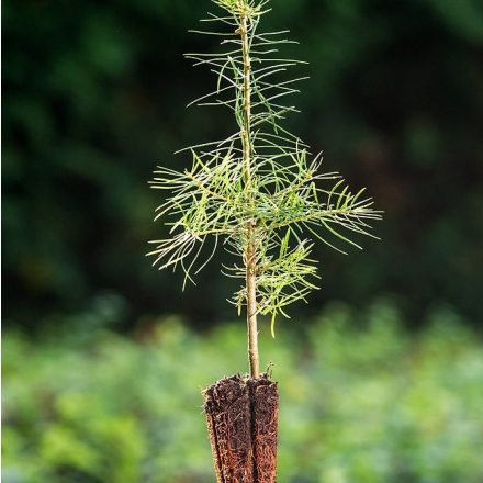 Miniatura - Abies concolor