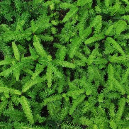 Miniatura - Abies grandis