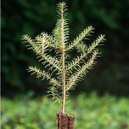 Foto Abies koreana (Jedle korejská)