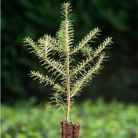 Miniatura - Abies koreana