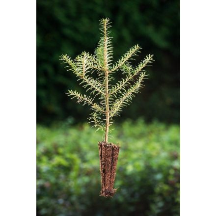 Miniatura - Abies koreana (Jedle korejská) - QuickPot (QP)