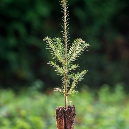 Foto Abies fraseri (Jedle Fraserova)