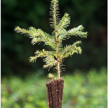 Foto Abies lasiocarpa var. arizonica (Jedle subalpinská var. arizonica)