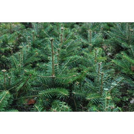 Miniatura - Abies nordmanniana