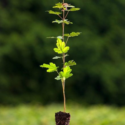 Miniatura - Acer campestre