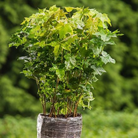 Miniatura - Acer platanoides (Javor mléč) - QuickPot (QP)