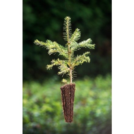 Miniatura - Abies lasiocarpa var. arizonica (Jedle subalpinská var. arizonica) - QuickPot (QP)